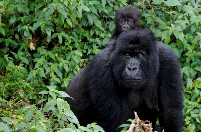 gorillas easy uganda