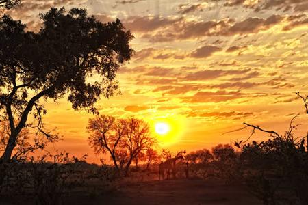 Zimbabwe Discover Safari