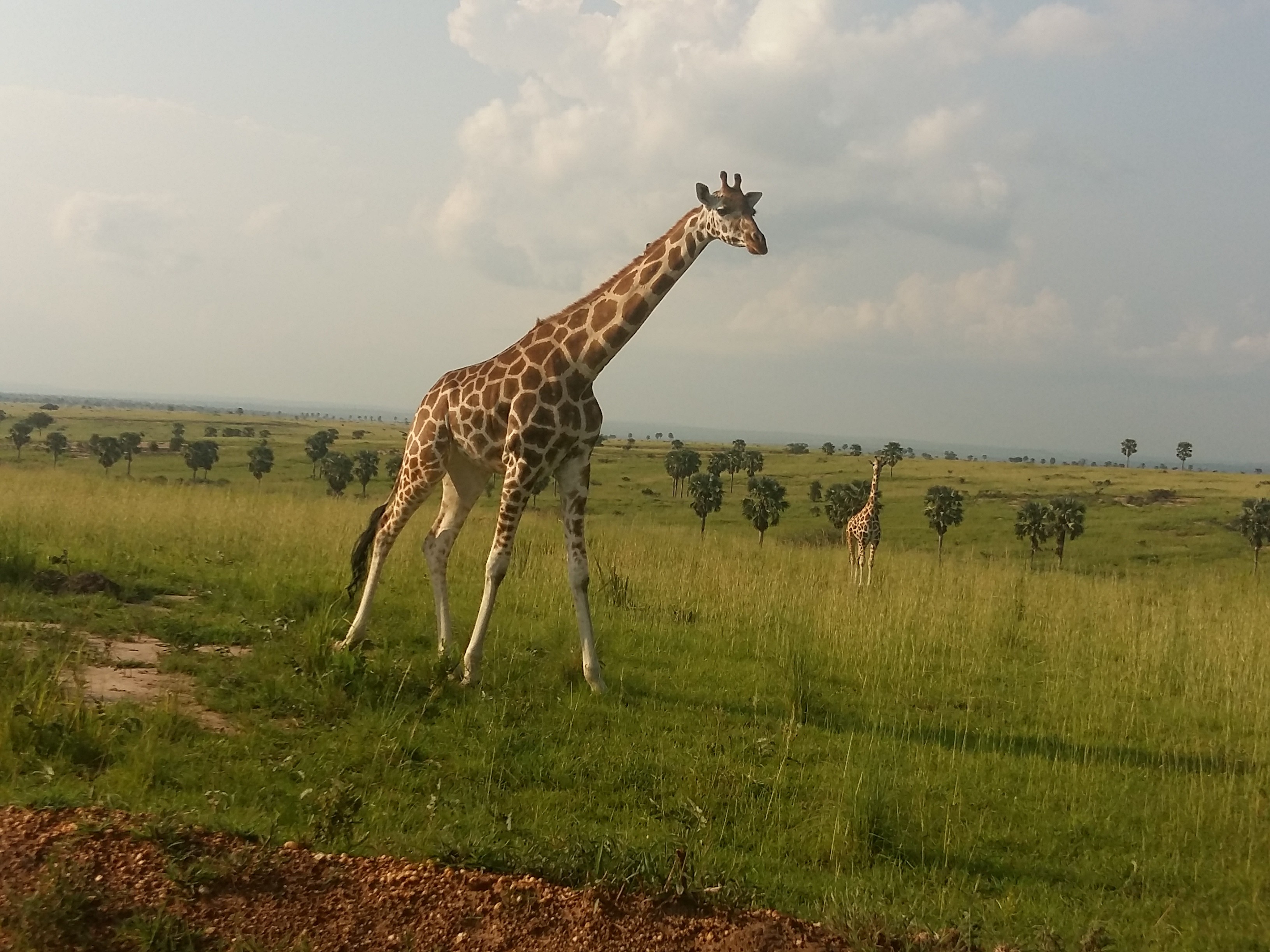 Giraffa in Uganda