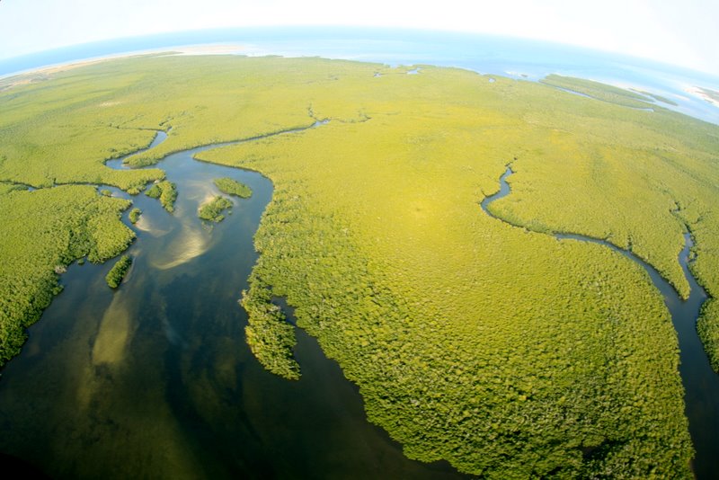 Aerial-view-Ibo-Island-mangroves-1