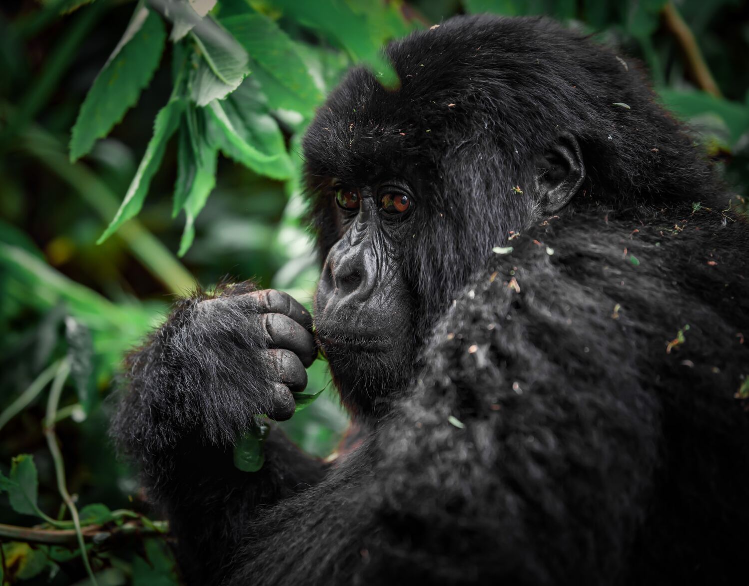 Gorilla di montagna in Uganda