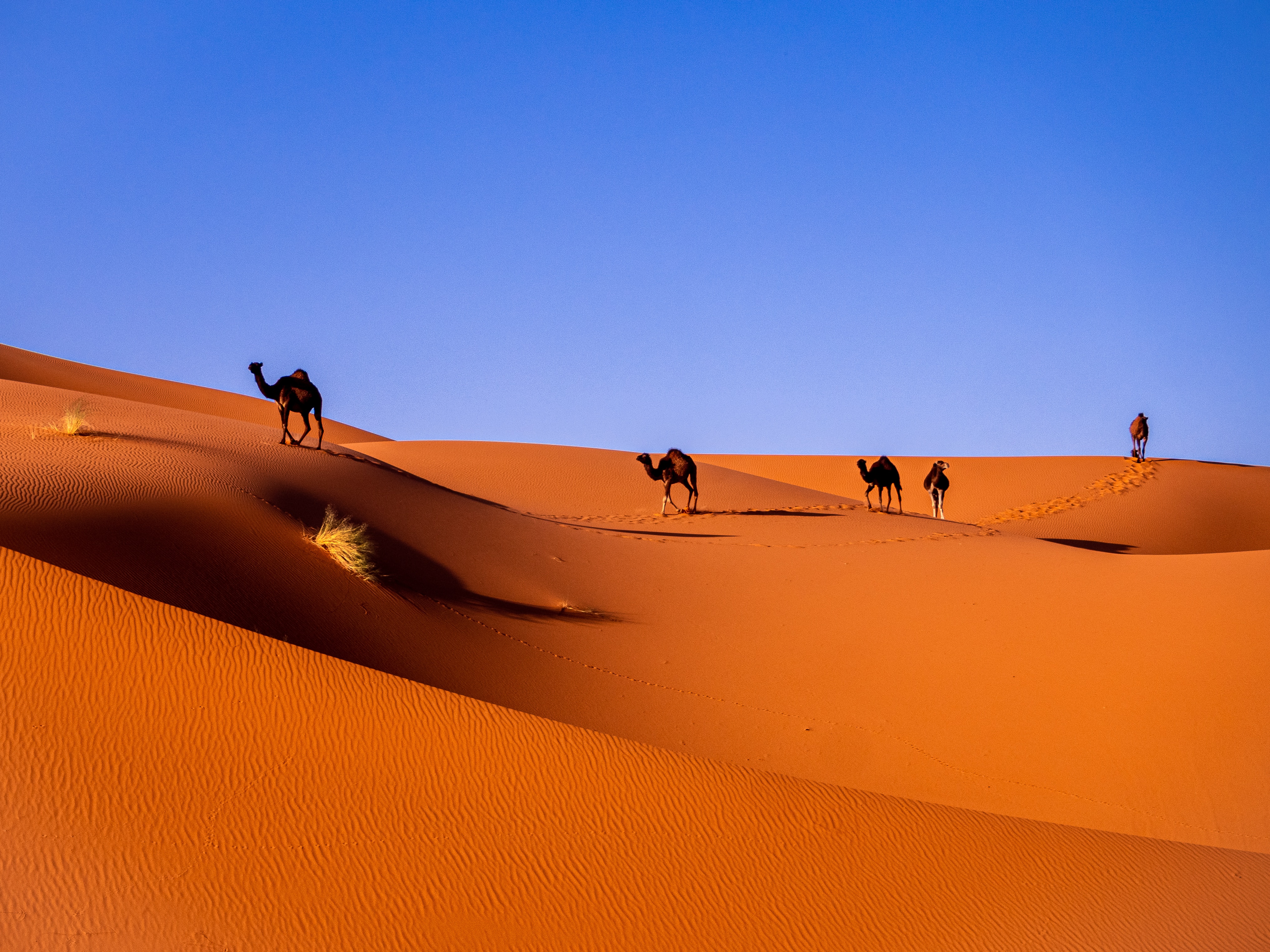deserto marocco