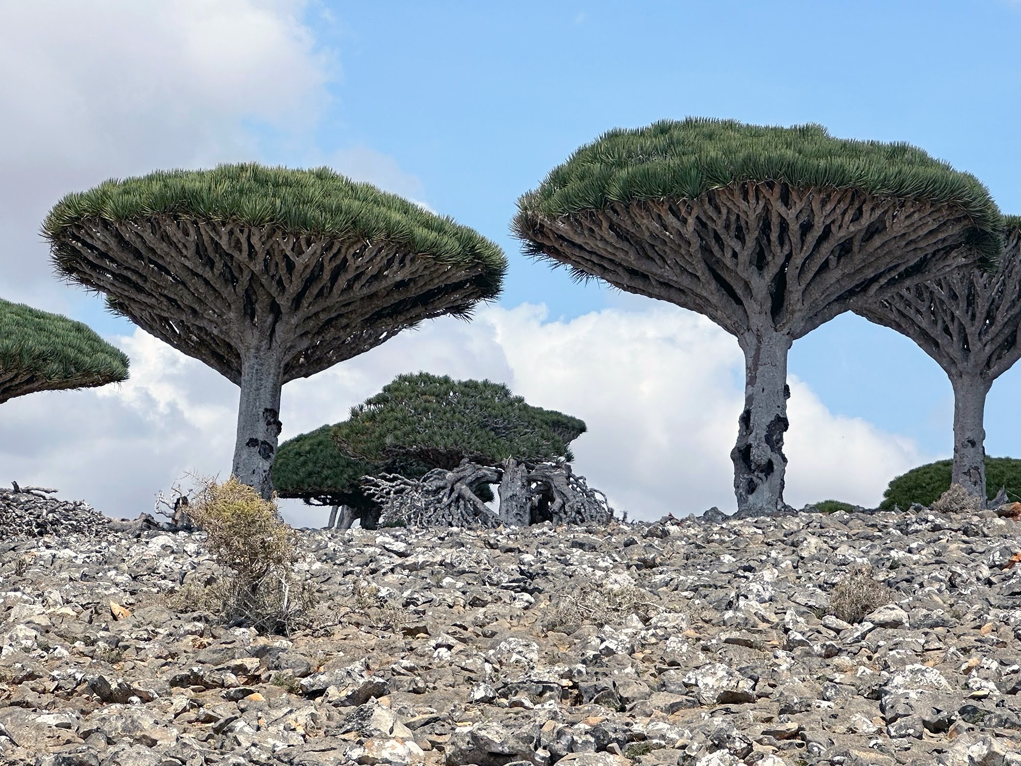 Fotografia degli alberi del drago, tipici dell'isola di Socotra, in un terreno arido e roccioso