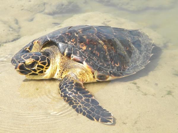 GUINEA EQUATORIALE - VIAGGITRIBALI