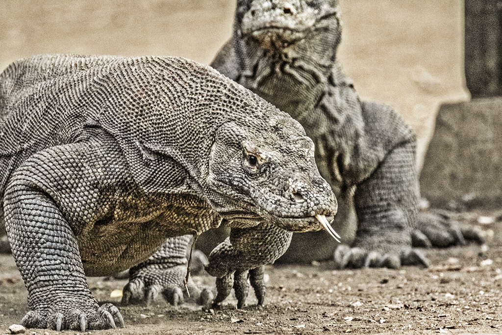 DRAGHI KOMODO - INDONESIA - VIAGGITRIBALI