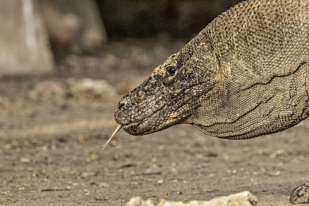 DRAGHI KOMODO - INDONESIA - VIAGGITRIBALI