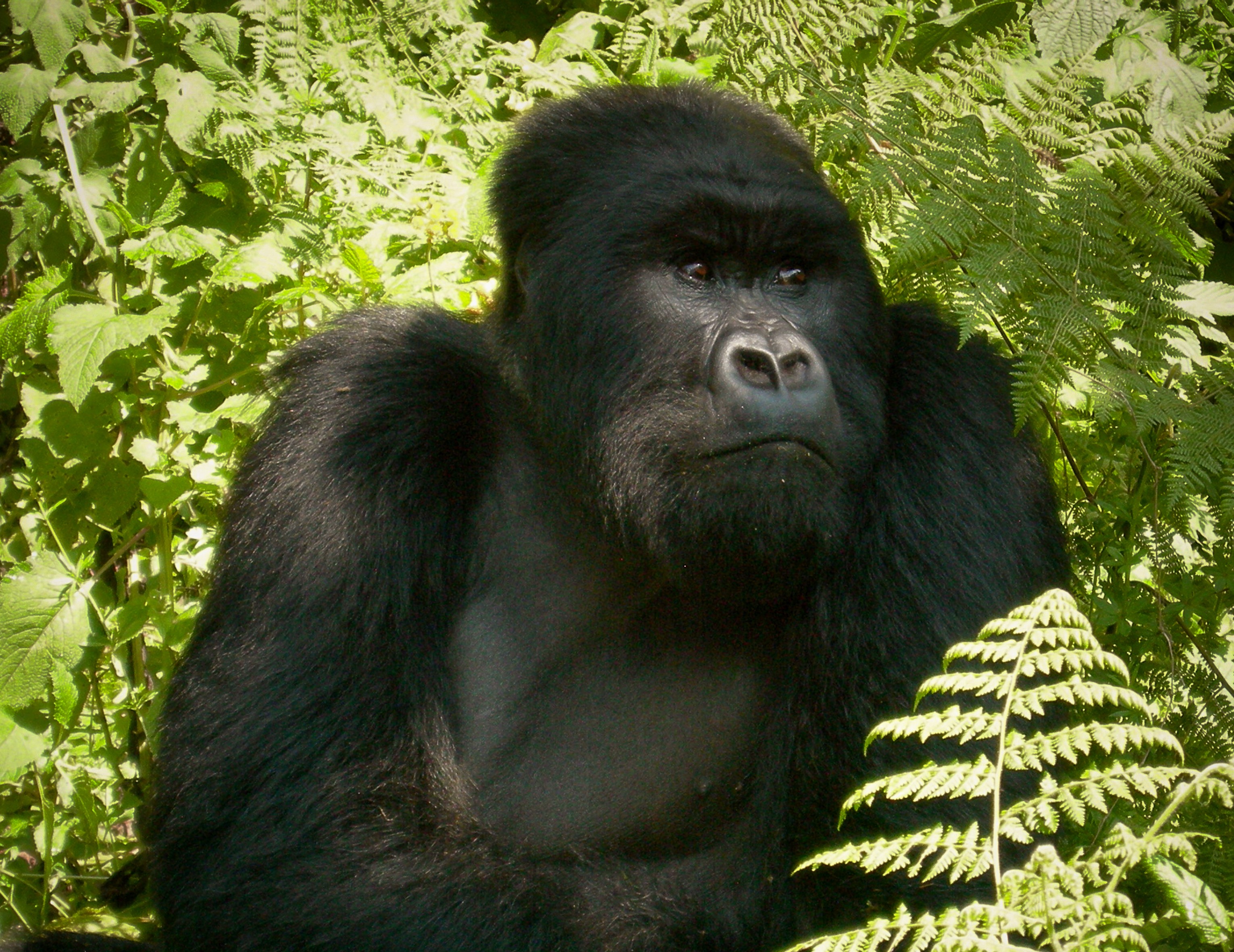 GORILLA DI MONTAGNA GORILLA DI MONTAGNA