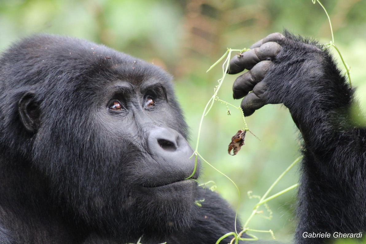 UGANDA