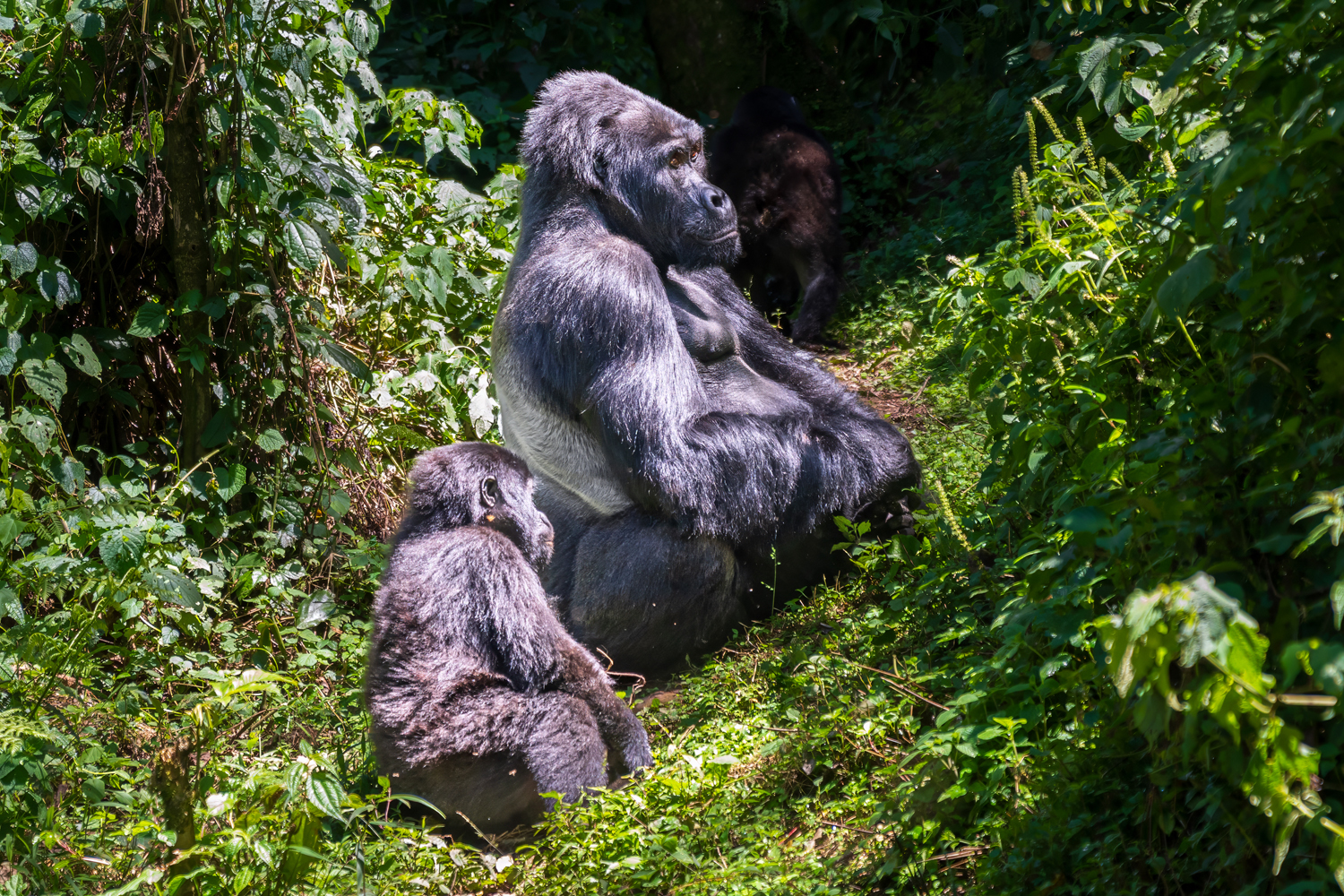 UGANDA