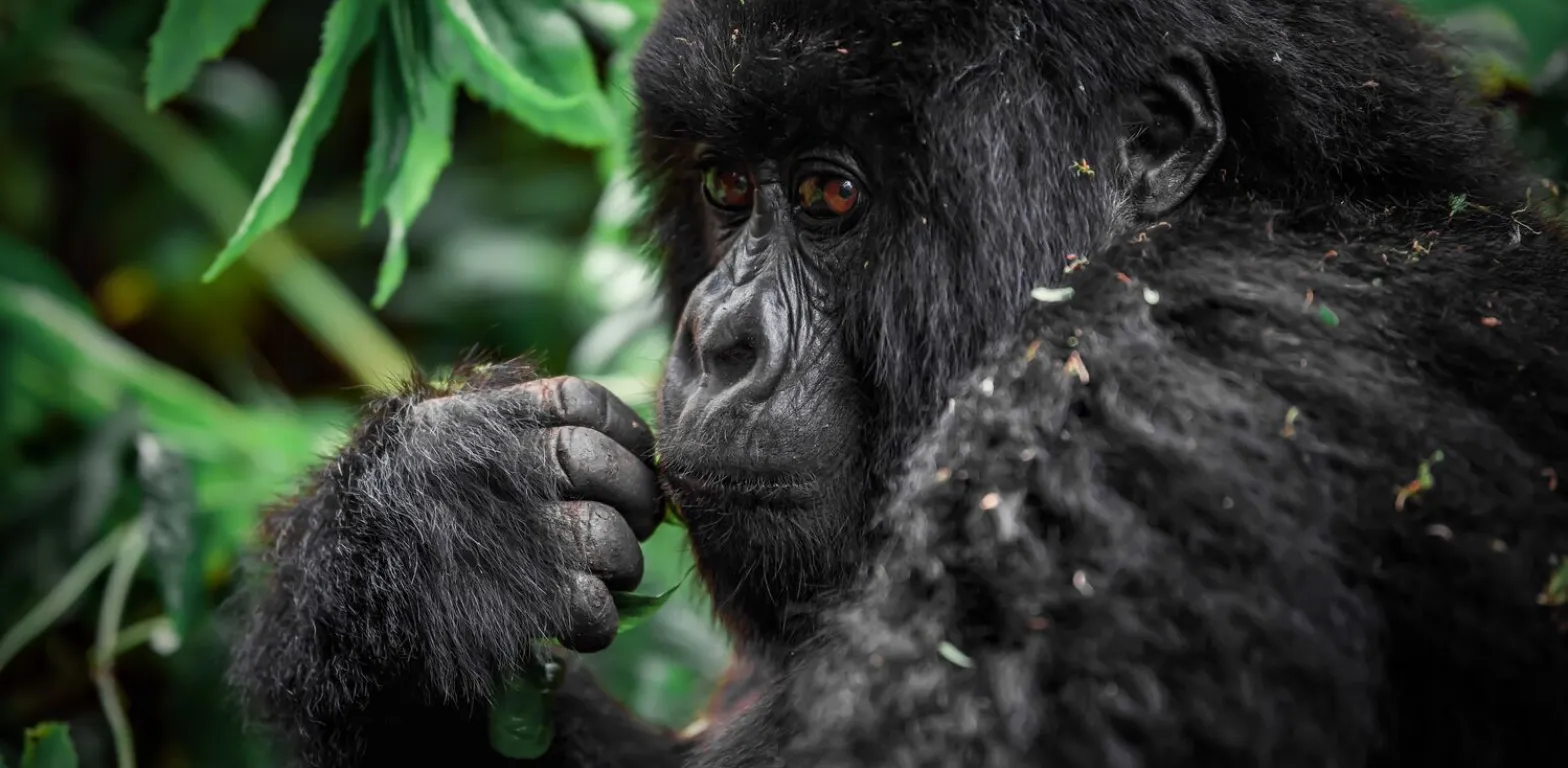 Gorilla di montagna in Uganda