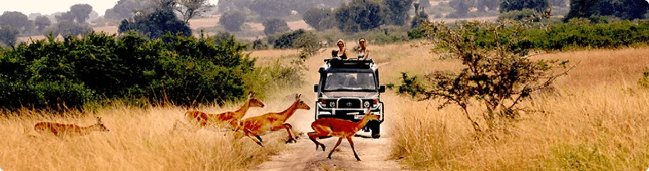 safaris-in-uganda