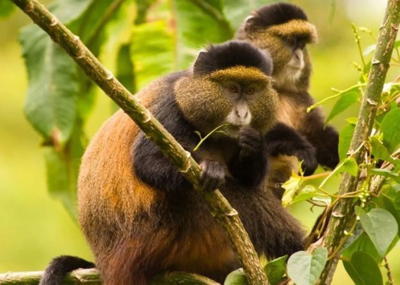 GOLDEN-MONKEY-TRACKING-IN-VOLCANOES-NATIONAL-PARK