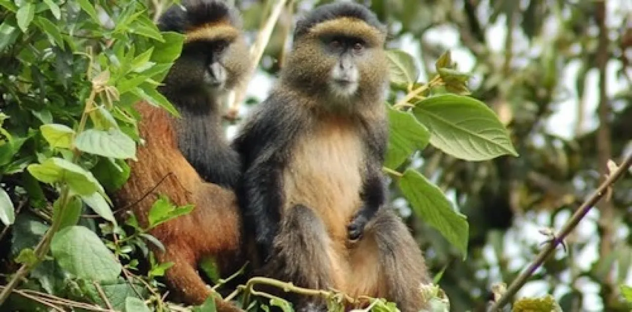 golden-monkey-trekking-1