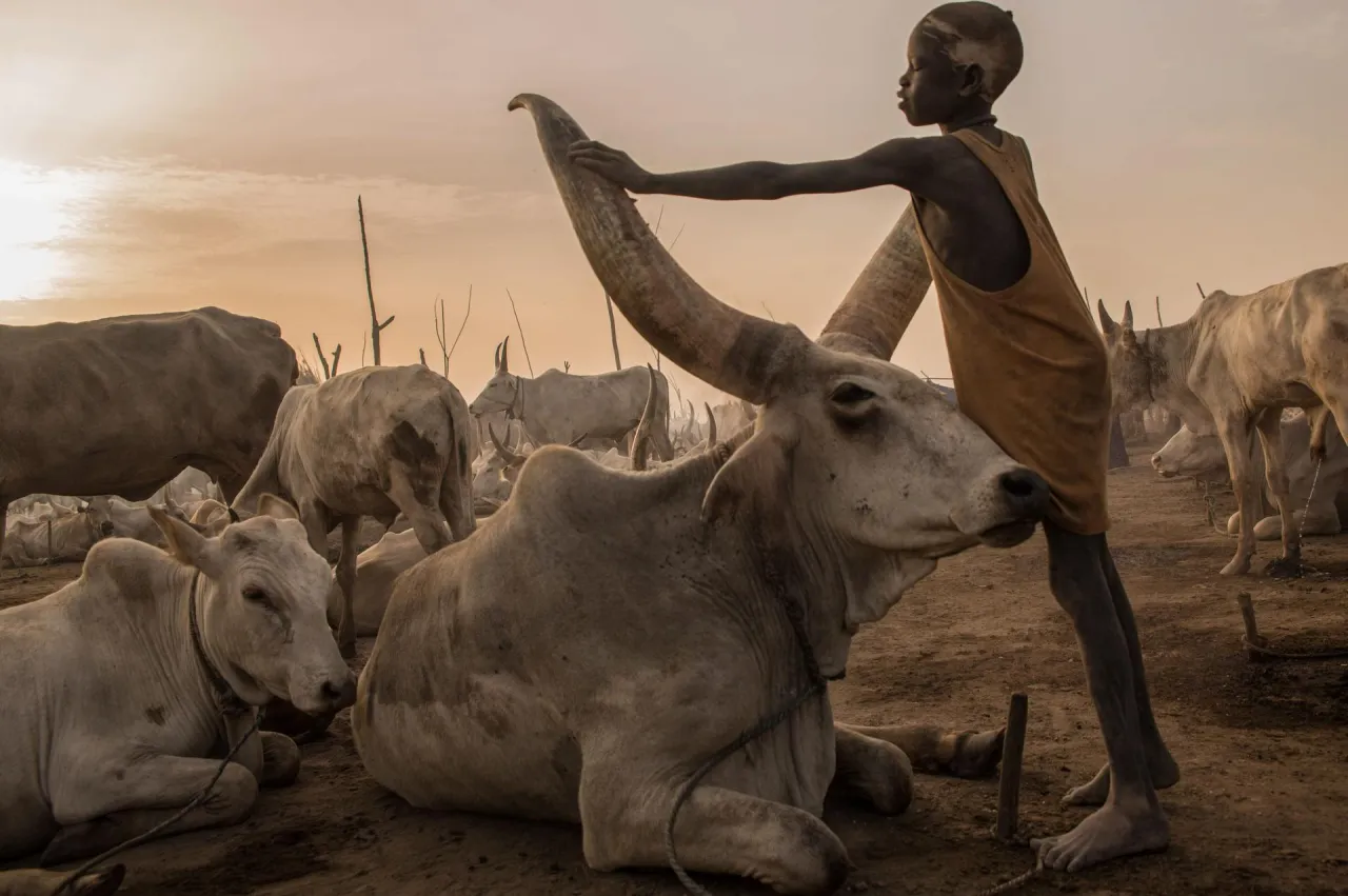 1 MUNDARI CATTLE CAMP COPERTINA