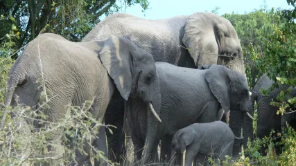 KENYA TURKANA