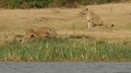 KENYA TURKANA