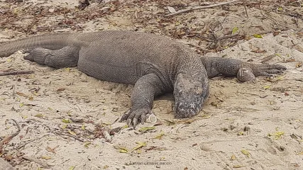 DRAGHI KOMODO - INDONESIA - VIAGGITRIBALI