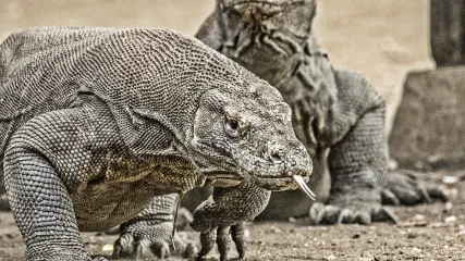 DRAGHI KOMODO - INDONESIA - VIAGGITRIBALI
