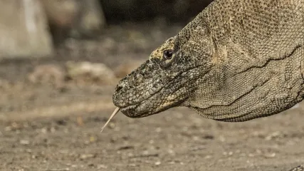DRAGHI KOMODO - INDONESIA - VIAGGITRIBALI