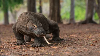 DRAGO DI KOMODO - INDONESIA