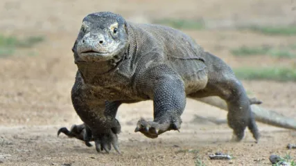 DRAGO DI KOMODO - INDONESIA