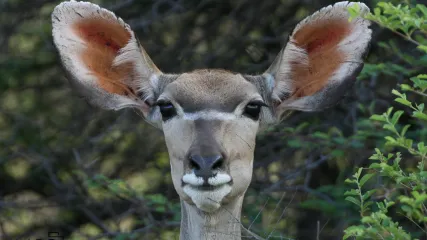 NAMIBIA