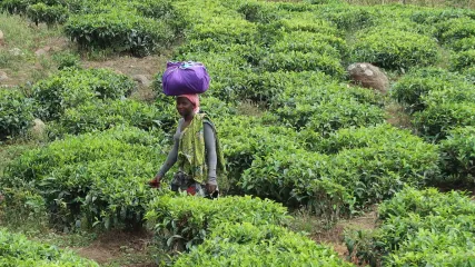 UGANDA