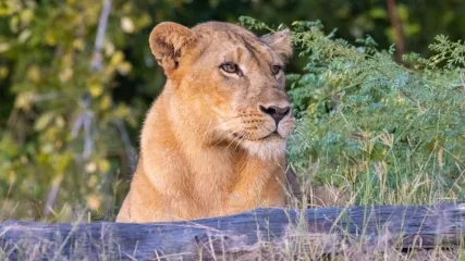 ZAMBIA