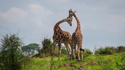 UGANDA