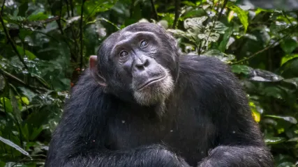 UGANDA