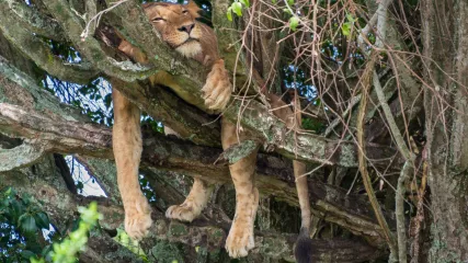 UGANDA
