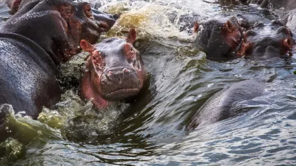 UGANDA