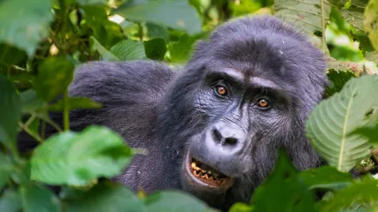 UGANDA