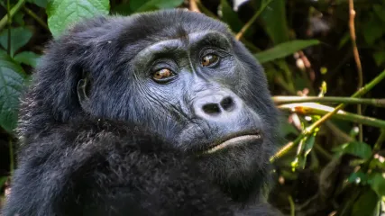 UGANDA