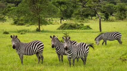 UGANDA