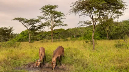 UGANDA