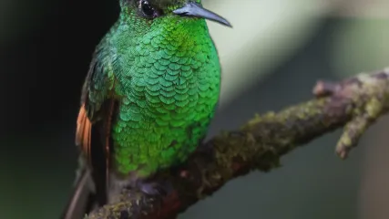 COSTA RICA