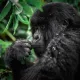 Gorilla di montagna in Uganda