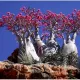 albero rosso a socotra