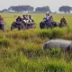 india - PARCO NAZIONALE DI KAZIRANGA