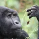 UGANDA