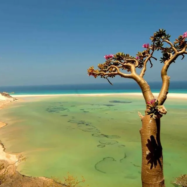 SOCOTRA E ALBERO