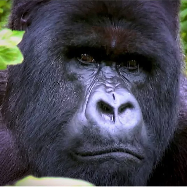Gorilla uganda