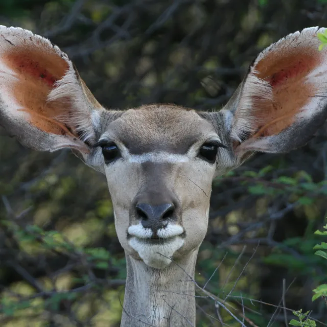 NAMIBIA