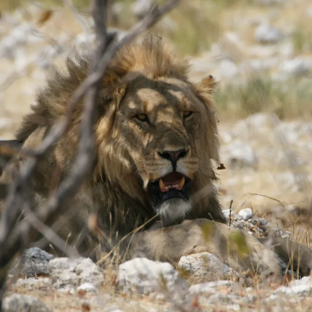 NAMIBIA - LEONE