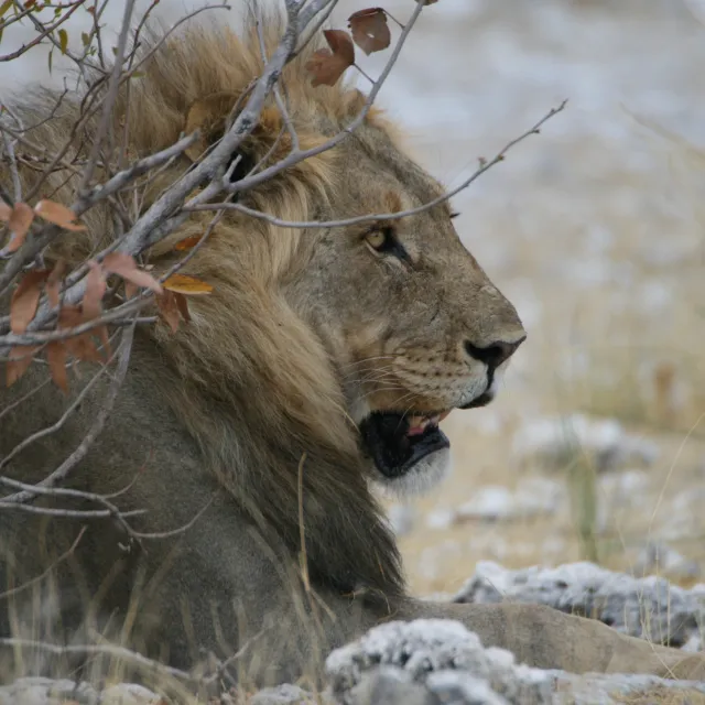 LEONE NAMIBIA