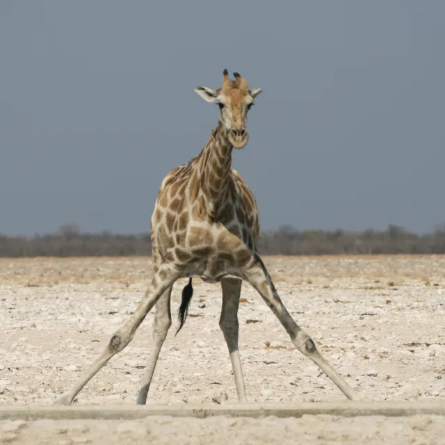 NAMIBIA - GIRAFFA