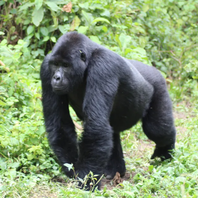 foto copertina uganda