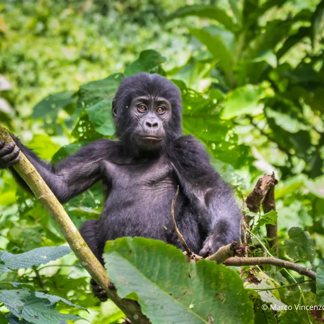 UGANDA