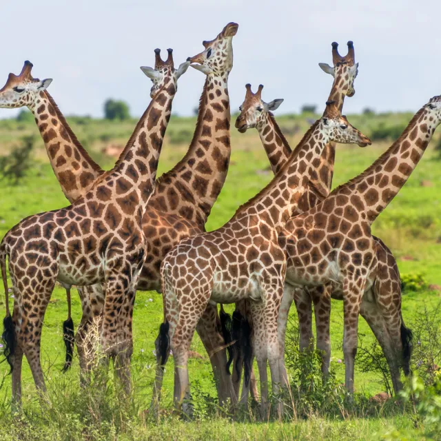 UGANDA